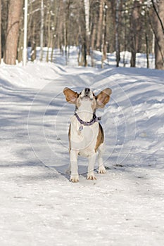 A dog with big and funny ears barking in a winter park