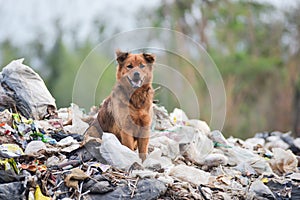 Dog on big garbage heap