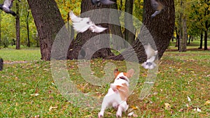 Dog and birds. Pet white and brown color playing with birds outdoor in nature park. Jack Terrier chasing birds. Jack