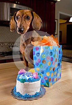 Dog with birthday cake and gift
