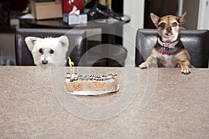 Dog birthday cake party