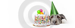 Dog With Birthday Cake Web Banner