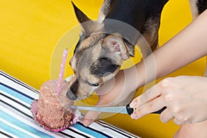 Dog birthday A cute dog toy terrier in a festive cap on the anniversary, eats a cake with a candle from the feed, has fun,