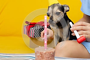 Dog birthday. A cute dog toy terrier in a festive cap on the anniversary, eats a cake with a candle from the feed, has fun,