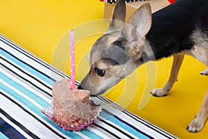 Dog birthday. A cute dog toy terrier in a festive cap on the anniversary, eats a cake with a candle from the feed, has fun,