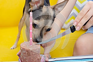 Dog birthday. A cute dog toy terrier in a festive cap on the anniversary, eats a cake with a candle from the feed, has fun,