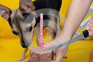 Dog birthday. A cute dog toy terrier in a festive cap on the anniversary, eats a cake with a candle from the feed, has fun,