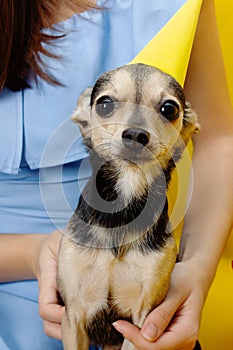 Dog birthday. A cute dog toy terrier in a festive cap on the anniversary, eats a cake with a candle from the feed, has fun,