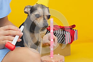 Dog birthday. A cute dog toy terrier in a festive cap on the anniversary, eats a cake with a candle from the feed, has fun,