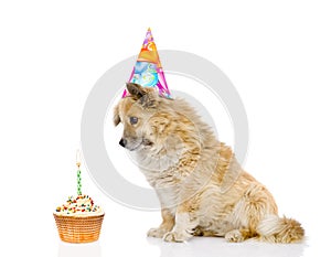 Dog with birthday hat and cake. isolated on white background