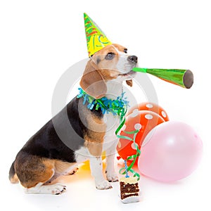 Dog birthday party animal