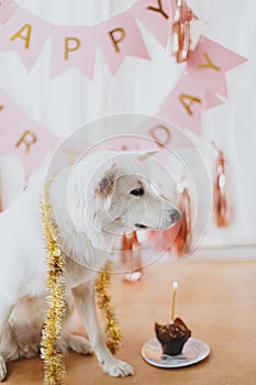 Dog birthday party. Cute dog celebrating first birthday with cupcake with candle at pink garlands