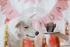 Dog birthday party. Cute dog looking at birthday cupcake with candle on background of pink garland