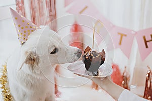 Dog birthday party. Cute dog in pink party hat with birthday cupcake with candle in festive room