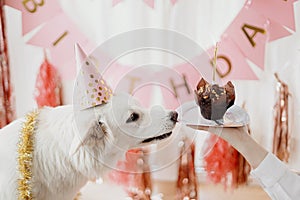 Dog birthday party. Cute dog in pink party hat with birthday cupcake with candle in festive room
