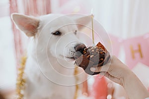 Dog birthday party. Cute dog tasting birthday cupcake with candle on background of pink garland