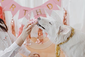 Dog birthday party. Cute dog tasting yummy birthday donut with candle in room with pink garland