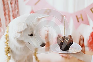 Dog birthday party. Cute dog looking at birthday cupcake with candle on background of pink garland