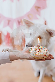 Dog birthday party. Hand with birthday donut and candle on background of cute dog and pink garland