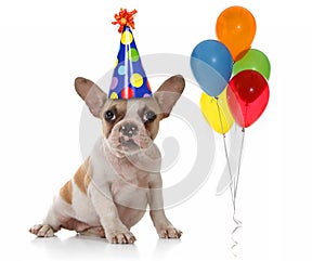 Dog With Birthday Party Hat and Balloons