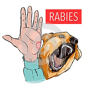 Dog bite, sick animal, the rabies virus photo