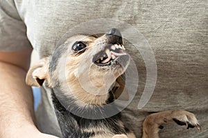 Dog bites, grins, pet growls, chihuahua is afraid and shows teeth, dangerous little dog