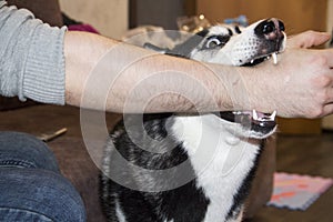 A dog bites a man`s hand. Aggressive dog attack bites a person`s hand