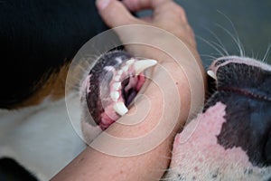 Dog biting the arm of a person