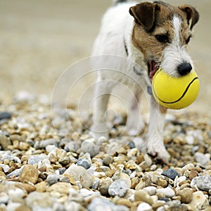 Dog biting on a ball. Conceptual image