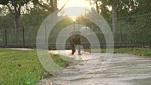 Dog biting a stick, run on footpath towards camera in the park with sun flares due to sunset glow.