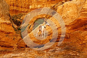 A Dog Among Bizarre Geological Formations Due To Erosion at Red Bluff in Black Rock, Melbourne, Victoria, Australia