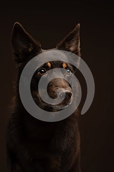 Dog on a black background. Australian kelpie in the studio. photo