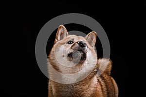 Dog on a black background. Furry Shiba Inu in the studio