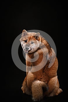 Dog on a black background. Furry Shiba Inu in the studio