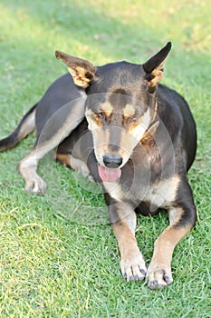 Dog, black dog in the field