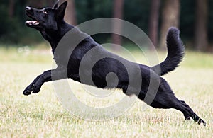 dog black german shepherd jumping