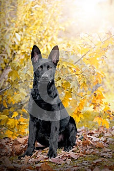 Dog, black German shepherd, sitting in front of a tree in autumn