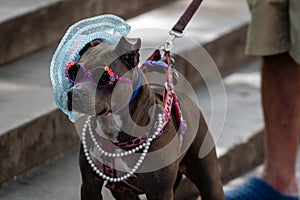 Dog with black glasses and hat helps visually impaired people to collect donations from passersby, New York, USA