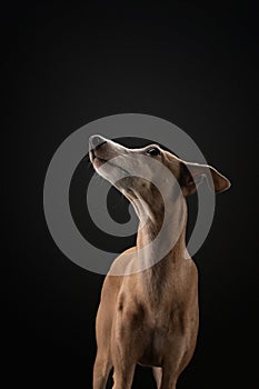 Dog on black. Italian greyhound. Art photo of a pet in the studio