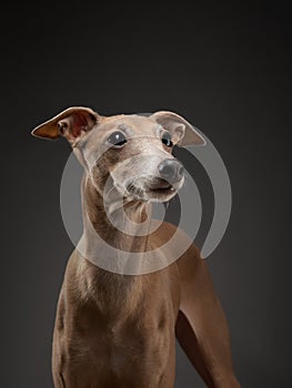 Dog on black. Italian greyhound. Art photo of a pet in the studio