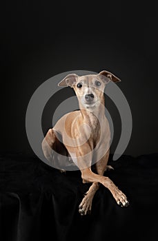 Dog on black. Italian greyhound. Art photo of a pet in the studio