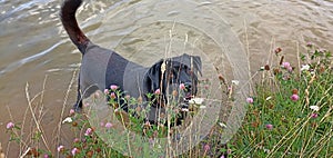 Dog black Labrador retriever beautiful portrait in water lake shore and flowers with green grass summer time