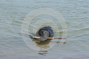 Dog, black labrador retrieving a stick from the water.