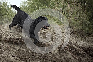 Dog, black labrador runs down the mountain