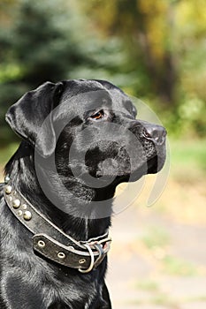 Dog black Labrador shines in the sun