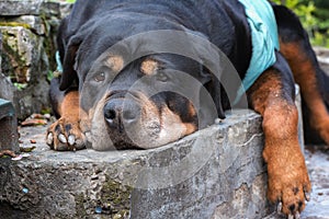 dog of black and red color, rottweiler breed portrait close-up lies in thought and rests in the garden on a background