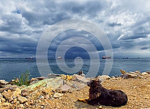 A dog, Black Sea view and anchored ships