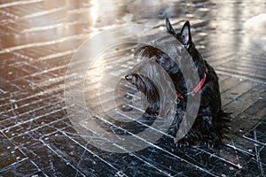 Dog black Terrier, on the black floor in the sun, toning