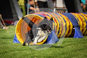 Dog black and white Border collie in agility tunel.