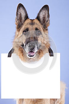 Dog and blank banner